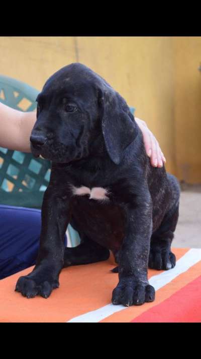 YANKI DE LA JACHA