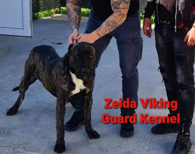 ZELDA DE VIKING GUARD KENNEL