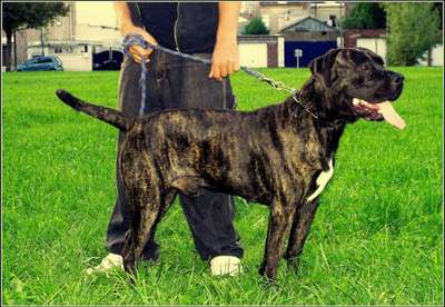 I'TRUST DE LA HUELLA DEL PRESA CANARIO