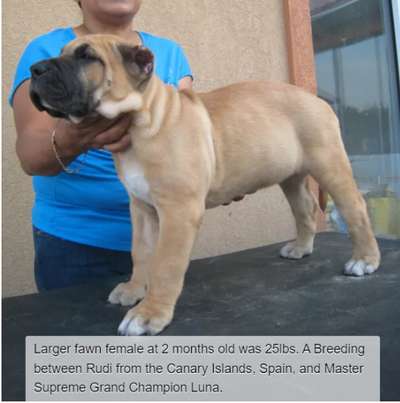 BRAVO KENNEL'S LARGER FAWN FEMALE
