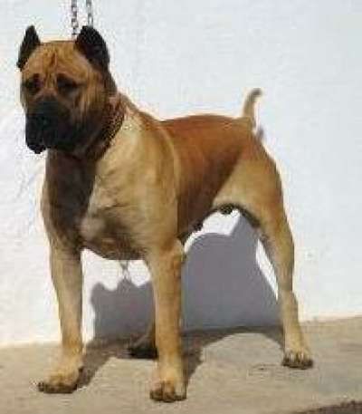 DOLFI DE PRESAS YEYFE