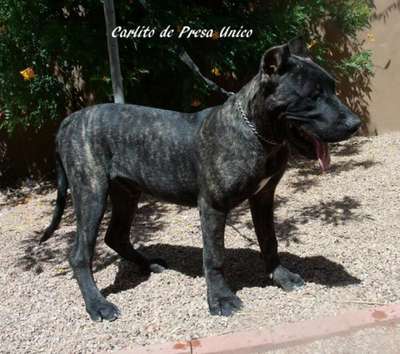 CARLITO DE PRESA UNICO