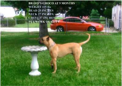 BRAVO KENNEL'S CHOCO