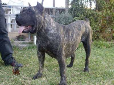 EKIRA DE BARNACAN BULL