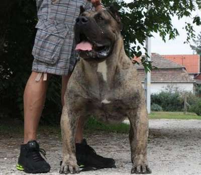 CERBEROS GRAN CANARIAN CSONGOR