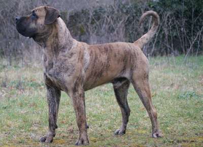 ARNOLD DE ROJO Y ORO