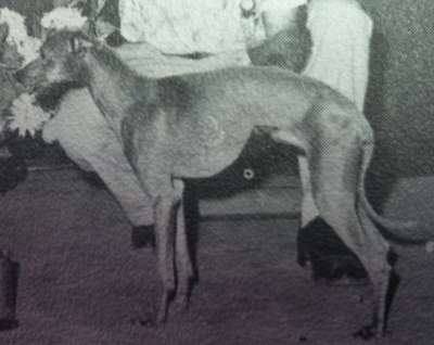 Kirklea's Bret Maverick