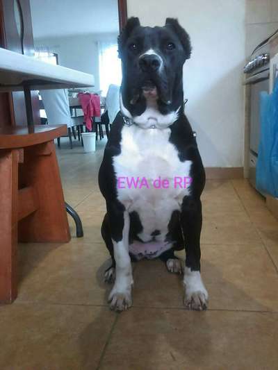EWA DE LA QUE TE PARIO ANCIANO CORNUDO