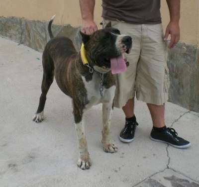 BULLY DE IRON BULL