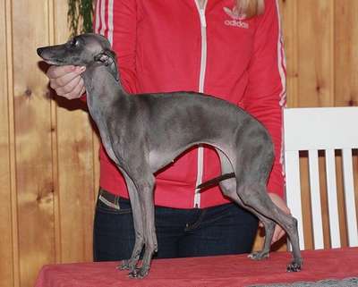 Fibella's Adelina
