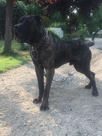 ECKO DE KANKAS