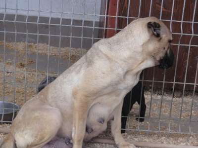 ATIA DOG PUR