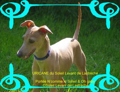 Uricane Petje Du Soleil Levant De Lastreche