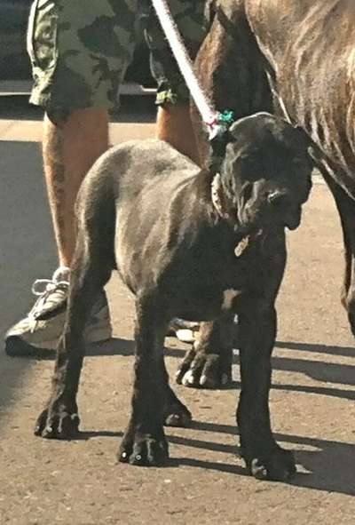ZAMBRA PERRO DE PRESA BECERRIL (KALI)