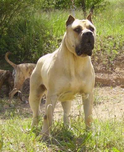 FIGO I DE CASA DEL PRESA