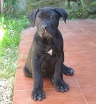 SIMBA DE KING ZULU