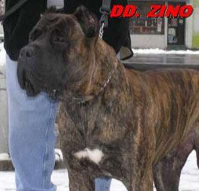 ZINO DIGI DIGI