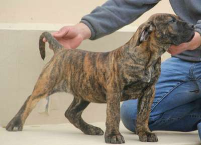 THOR DOG PUR