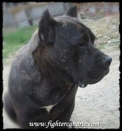 FIGHTER OF THE LOWLAND AMY
