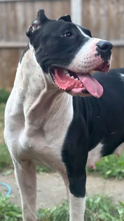 SNOWWHITE DE SNOWBULL KENNEL