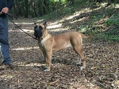 BREGA DE GAROEBULLDOG