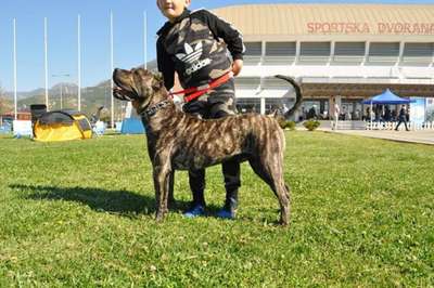 ARDOR BULL AL PASA