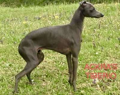 Ackra's Tiverio