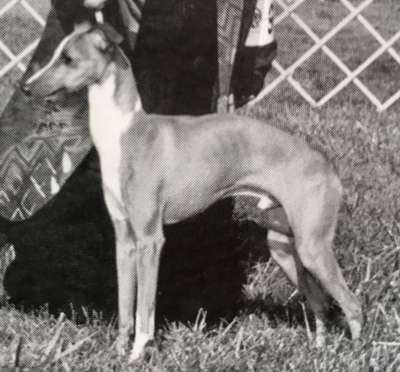 Primo's Handsome Halston