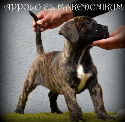 APOLLO EL MAKEDONIKUM