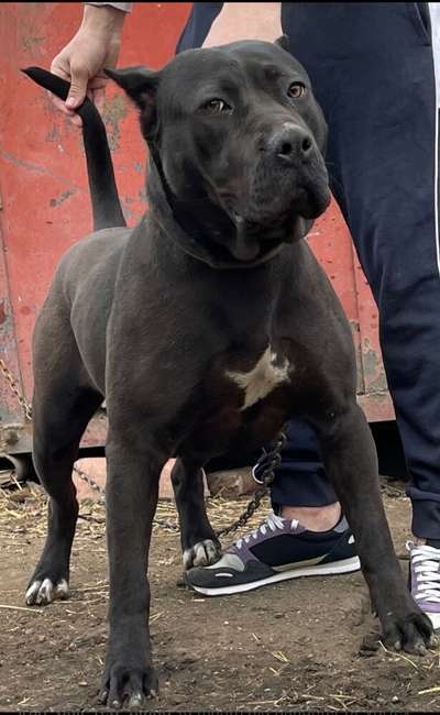 CANADA OF SEVEN SHARKY DINASTY KENNEL