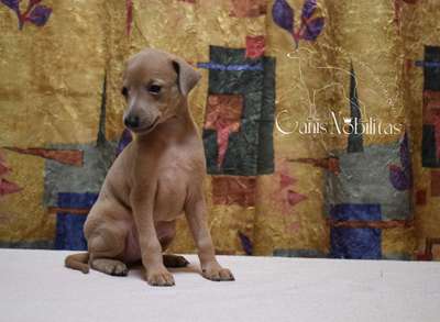 Canis Nobilitas Xhim