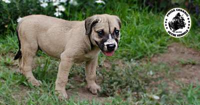 DAGA DE PEYRE KENNELS