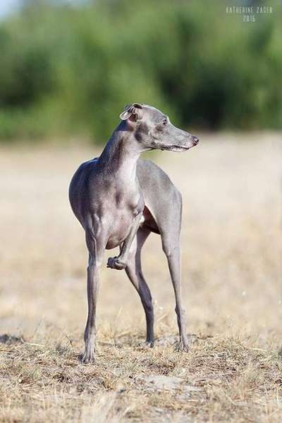 Silvento Eleusis