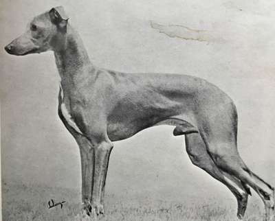 Fortora's Italian Stallian
