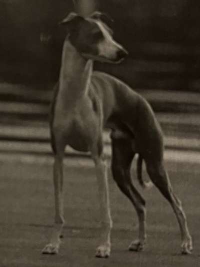 Bravehound's Perfect Storm