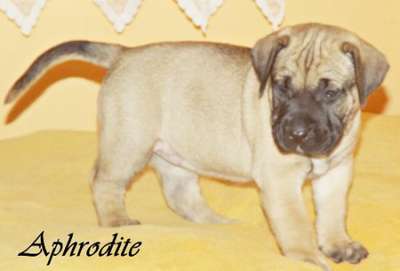 CASA DE CHAMPION APHRODITE