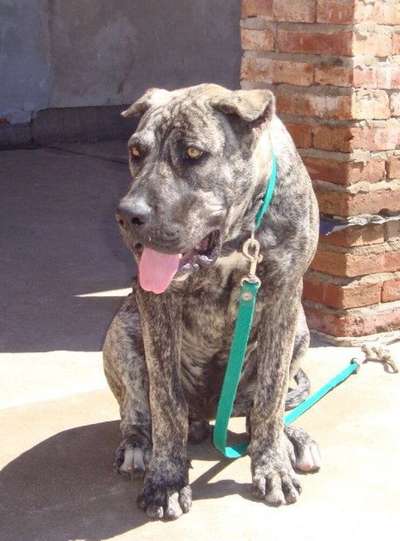 MORO PERROS DE FU