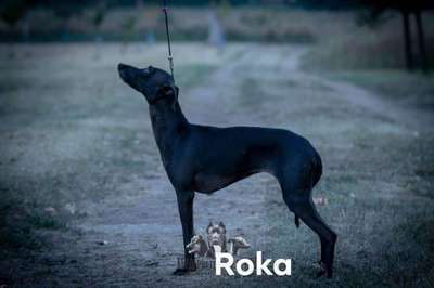 Piccola Rosa Von Bercek
