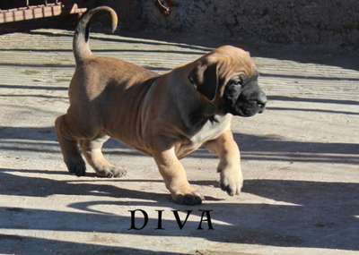MAD DOG DIVA