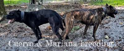 CUERVO & MARIANA BREEDING