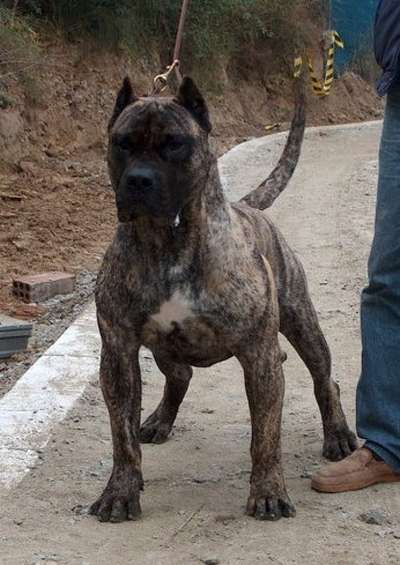 ZIBOR DE DOG RUBI