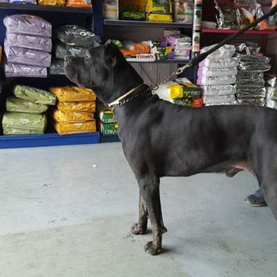 LEONIDAS DE KING ZULU