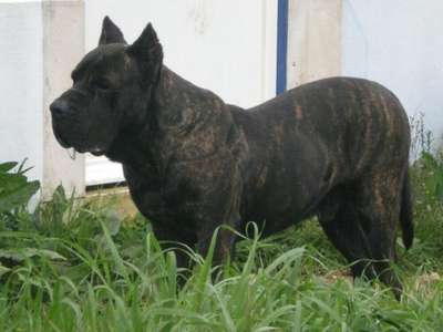 WALTER DE DOG REAL