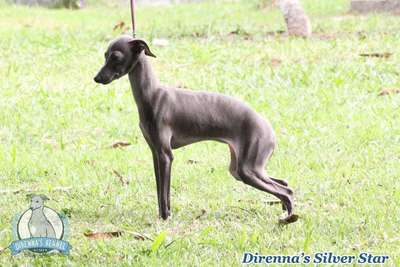 Direnna's Silver Star