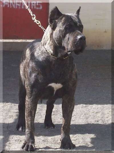 KIOBA DE CIELO DE CANARIAS
