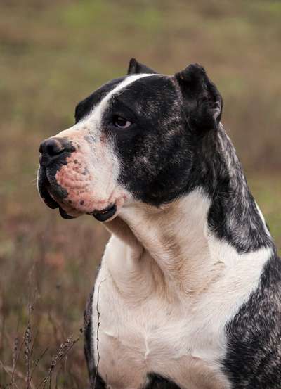 KROPKA DE REY GLADIADOR