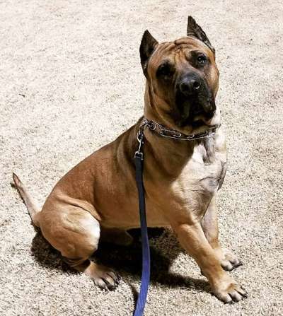 BEARCLAWS ZEUS