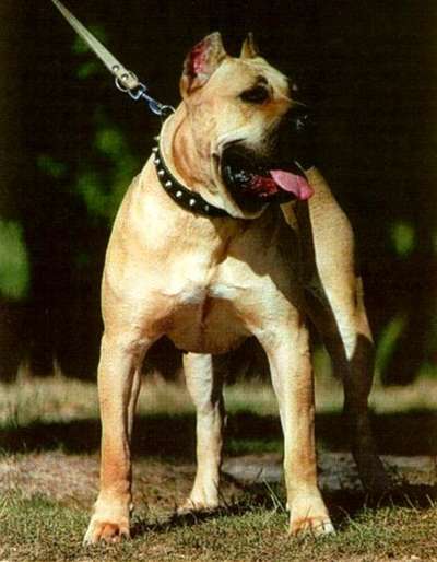 BELLA (1995)
