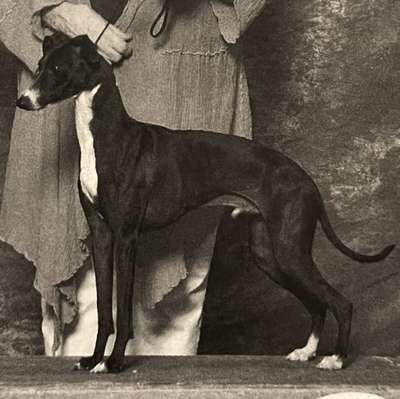 Prima's Sir Vader