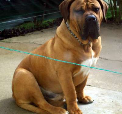 HULK DE LA HUELLA DEL PRESA CANARIO
